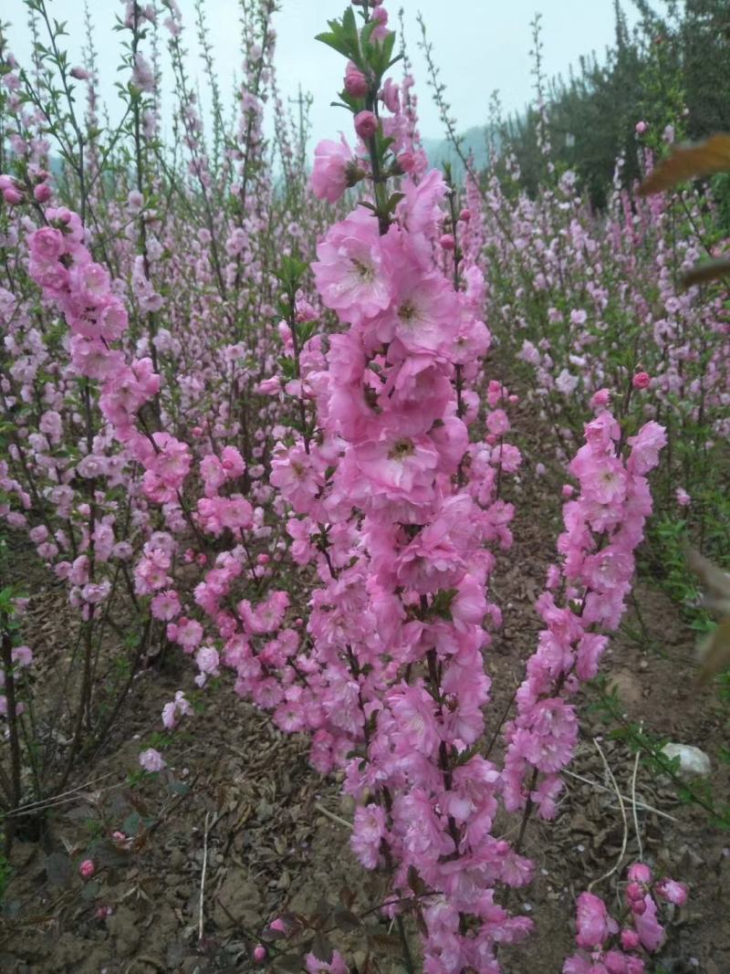 辽宁榆叶梅丛生榆叶梅红叶榆叶梅60-150高