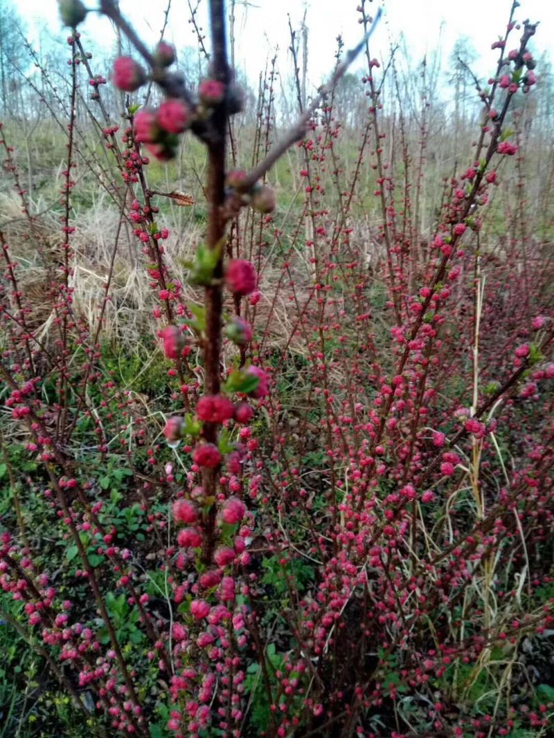 辽宁榆叶梅丛生榆叶梅红叶榆叶梅60-150高