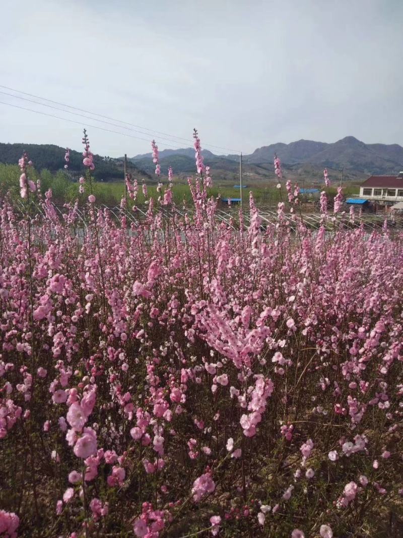 辽宁榆叶梅丛生榆叶梅红叶榆叶梅60-150高