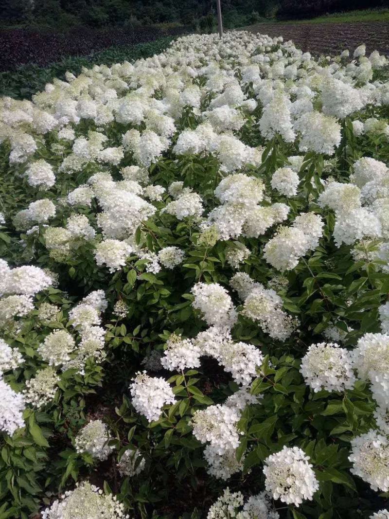 木绣球绣球花大花水桠木可视频看货