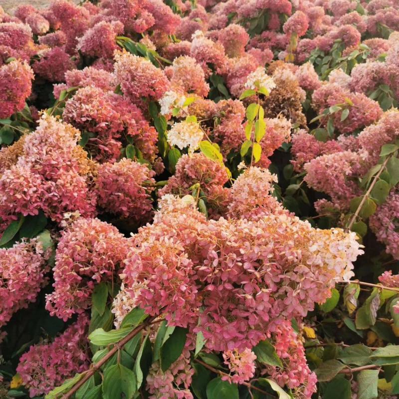 木绣球大花水桠木绣球花园林绿化苗木