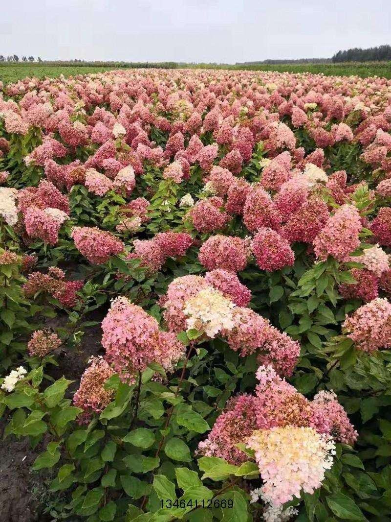 木绣球大花水桠木绣球花园林绿化苗木