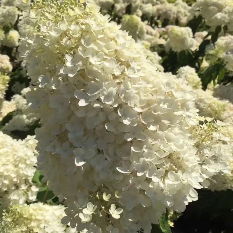 木绣球大花水桠木绣球花园林绿化苗木