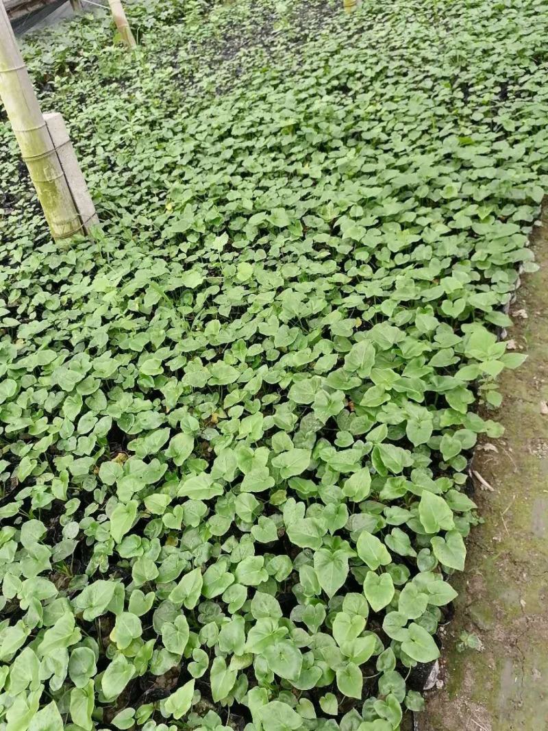 春芋小杯苗圃培育直销小杯春芋视频看货量大从优