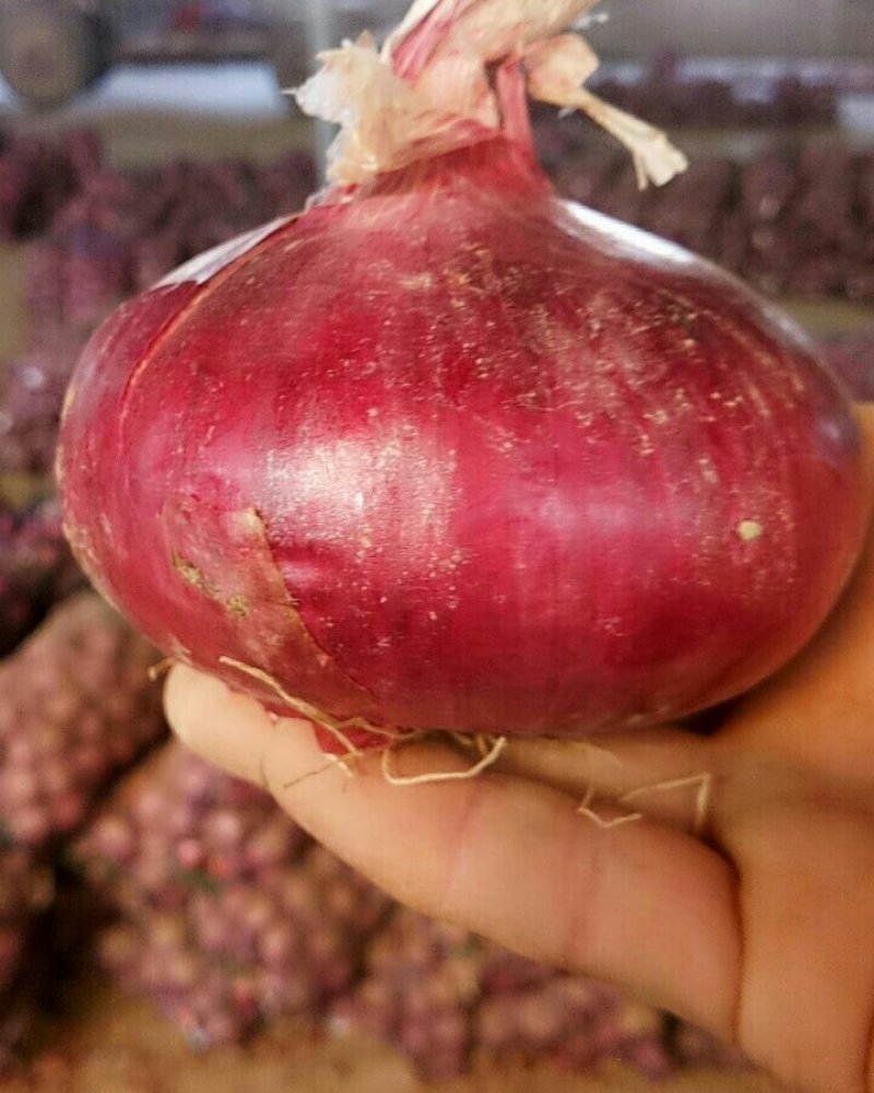 洋葱