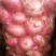 洋葱