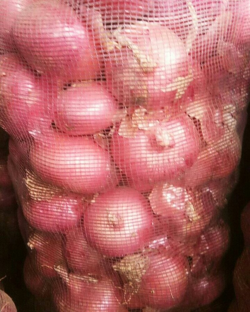 洋葱