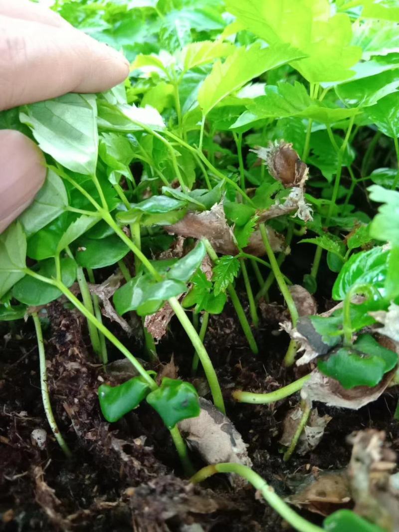 多花紫花风铃木小苗庭院观花植物风铃木小苗