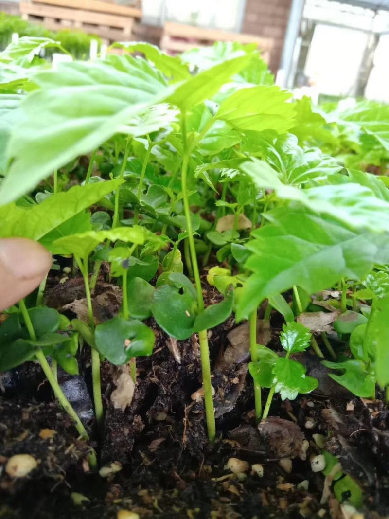 多花紫花风铃木小苗庭院观花植物风铃木小苗