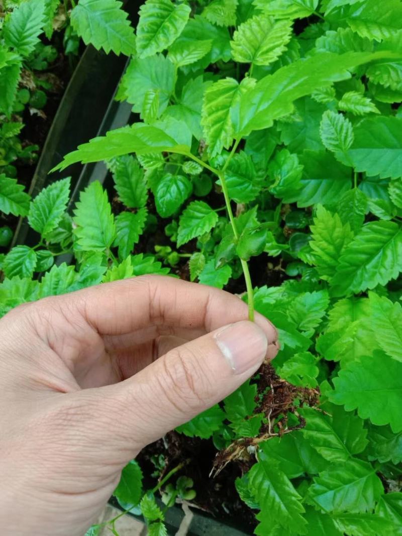 多花紫花风铃木小苗庭院观花植物风铃木小苗