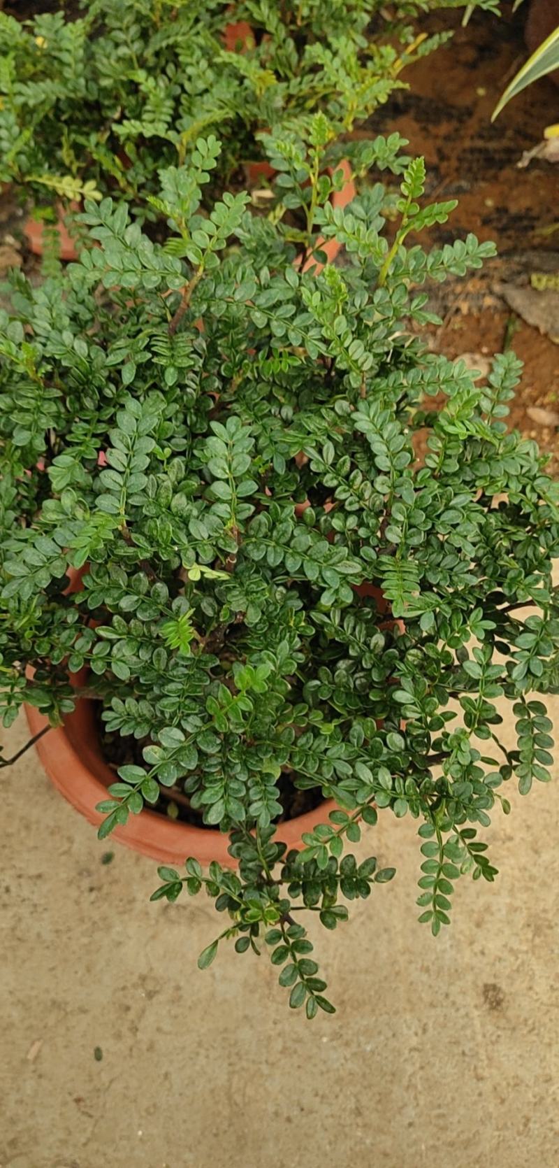 清香木绿植盆栽四季常青卧室阳台办公桌植物胡椒木夏季-安神