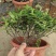 清香木绿植盆栽四季常青卧室阳台办公桌植物胡椒木夏季-安神