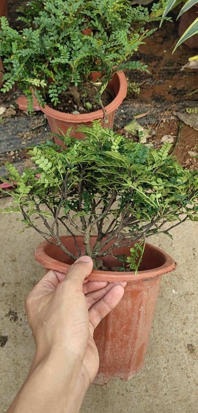 清香木绿植盆栽四季常青卧室阳台办公桌植物胡椒木夏季-安神