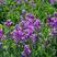 蓝香芥种子兰香介种子欧亚香花芥种子紫色油菜花种子