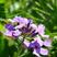 蓝香芥种子兰香介种子欧亚香花芥种子紫色油菜花种子