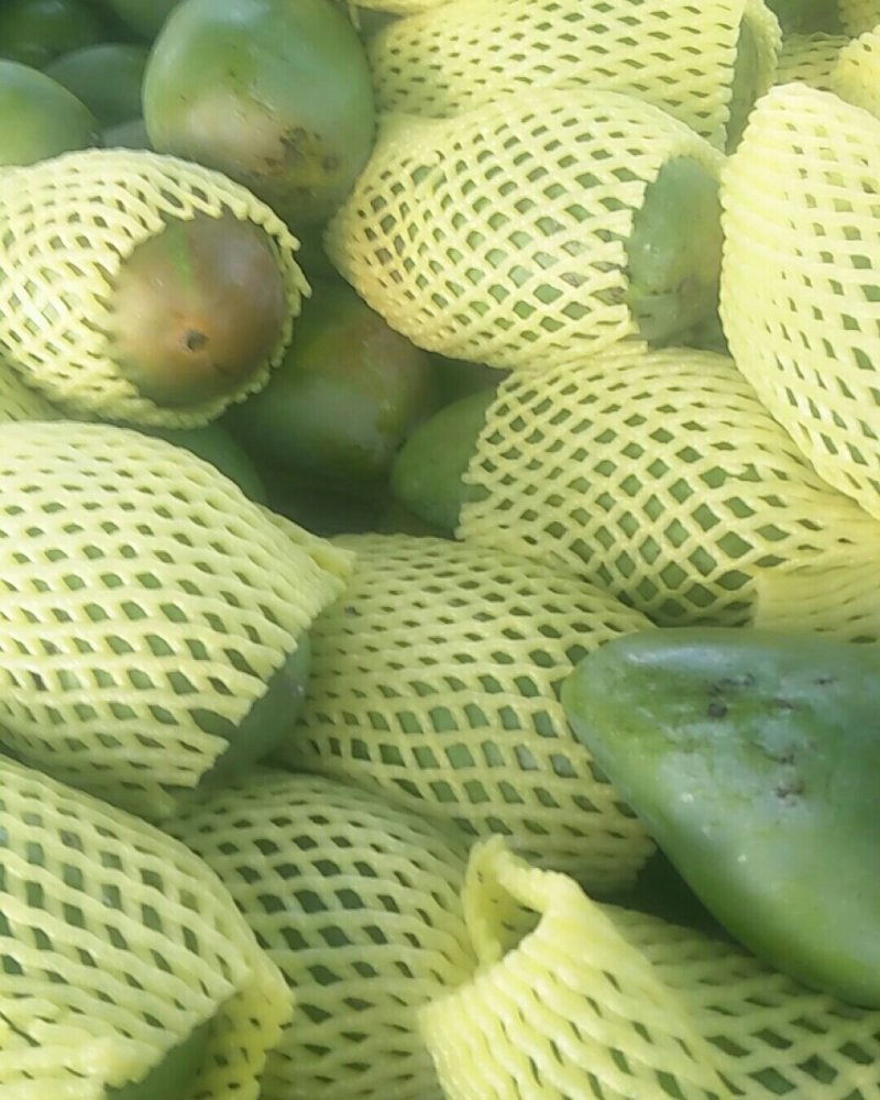 大青芒金煌芒