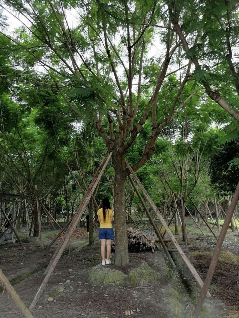 蓝花楹熟货全冠蓝花楹量大从优欢迎咨询可视频看货