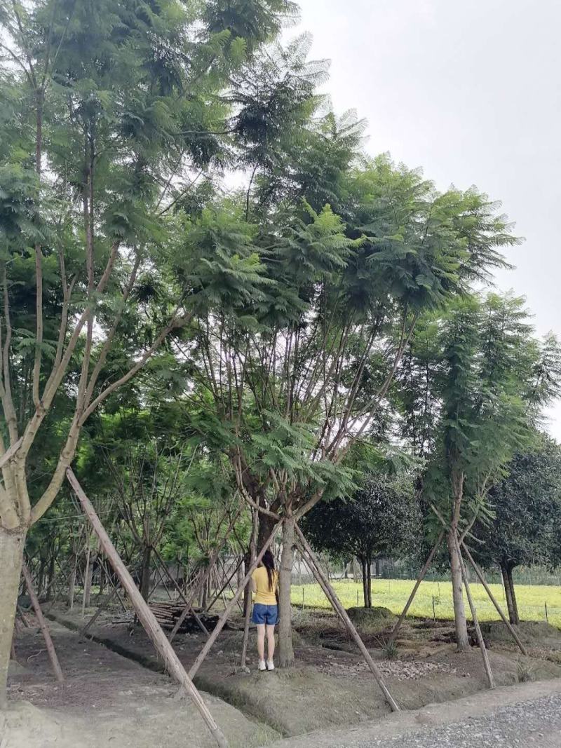 蓝花楹熟货全冠蓝花楹量大从优欢迎咨询可视频看货