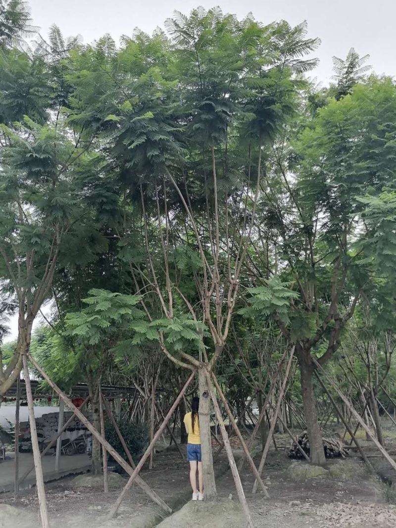 蓝花楹熟货全冠蓝花楹量大从优欢迎咨询可视频看货