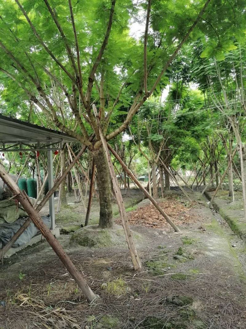 蓝花楹熟货全冠蓝花楹量大从优欢迎咨询可视频看货