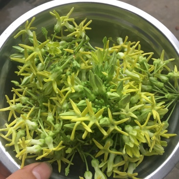 夜来香花