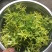 夜来香花