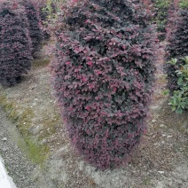 红继木球红继木柱子数量多各种规格都有欢迎咨询