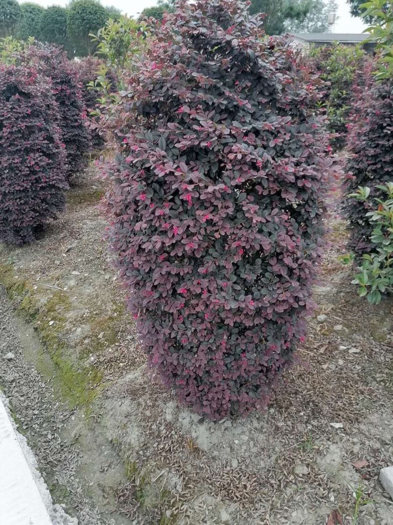 红继木球红继木柱子数量多各种规格都有欢迎咨询
