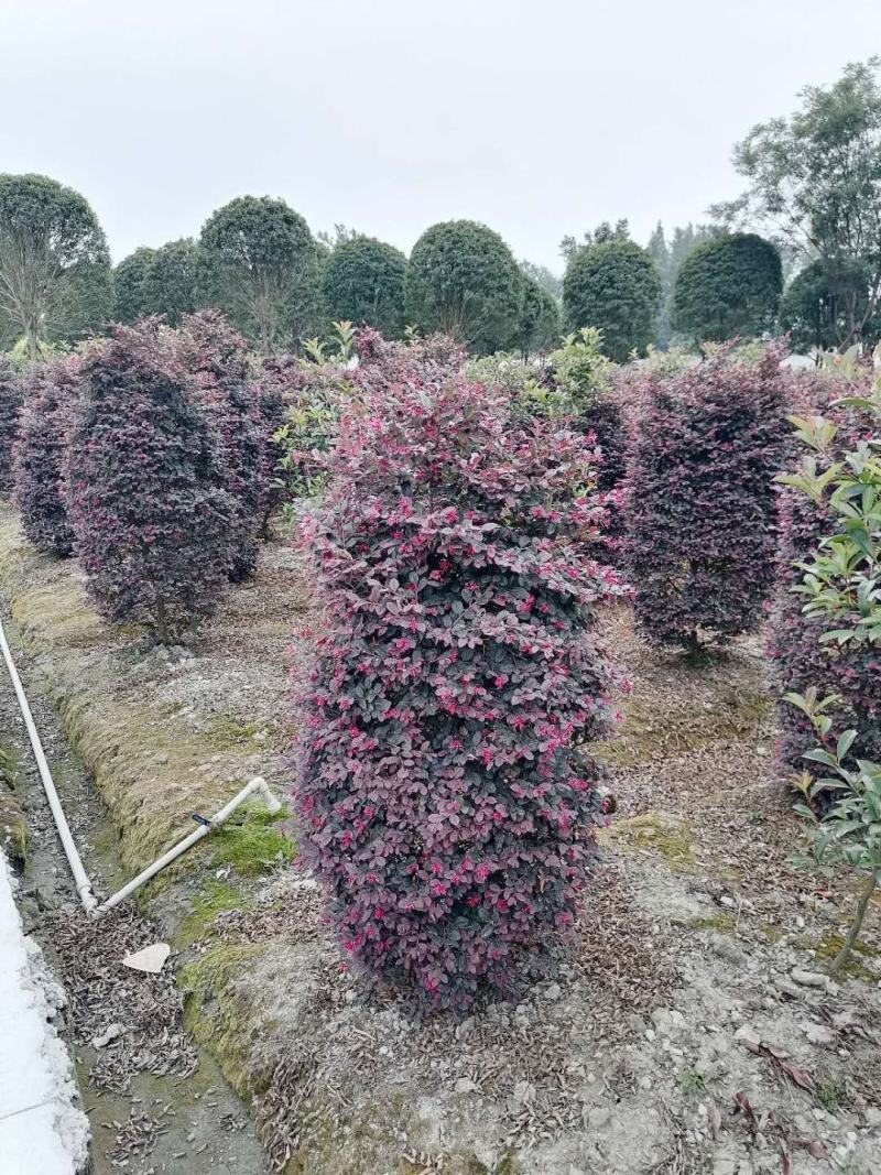红继木球红继木柱子数量多各种规格都有欢迎咨询