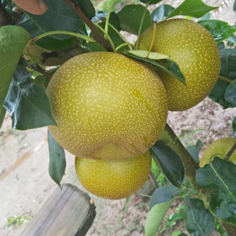 皇冠梨