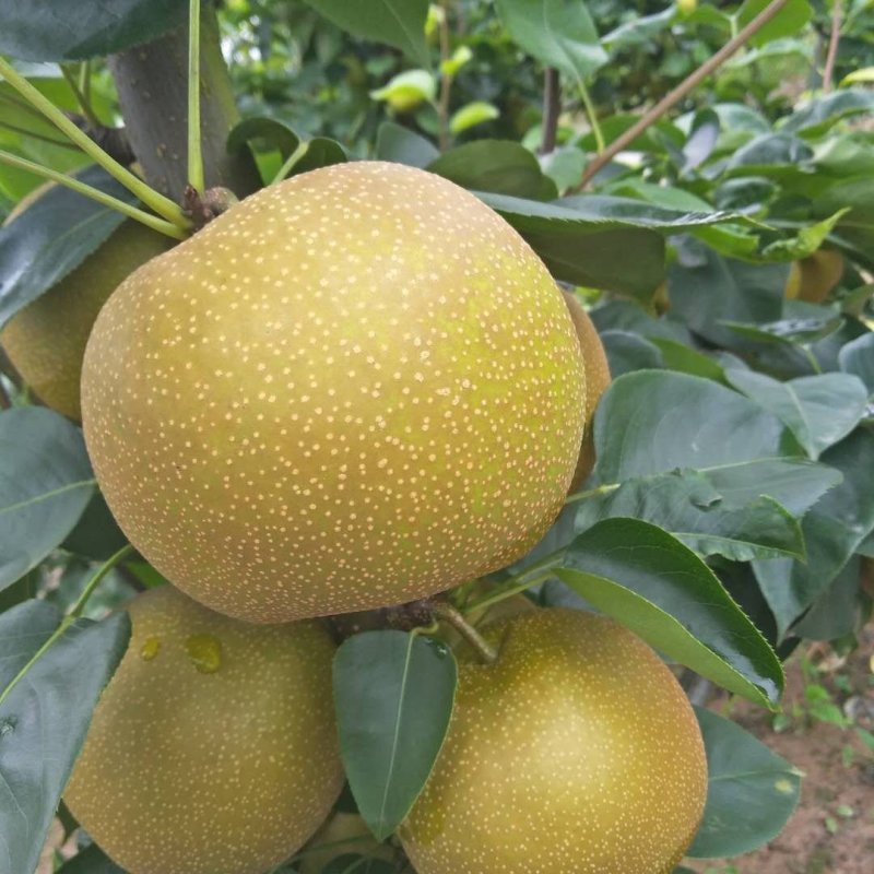 皇冠梨