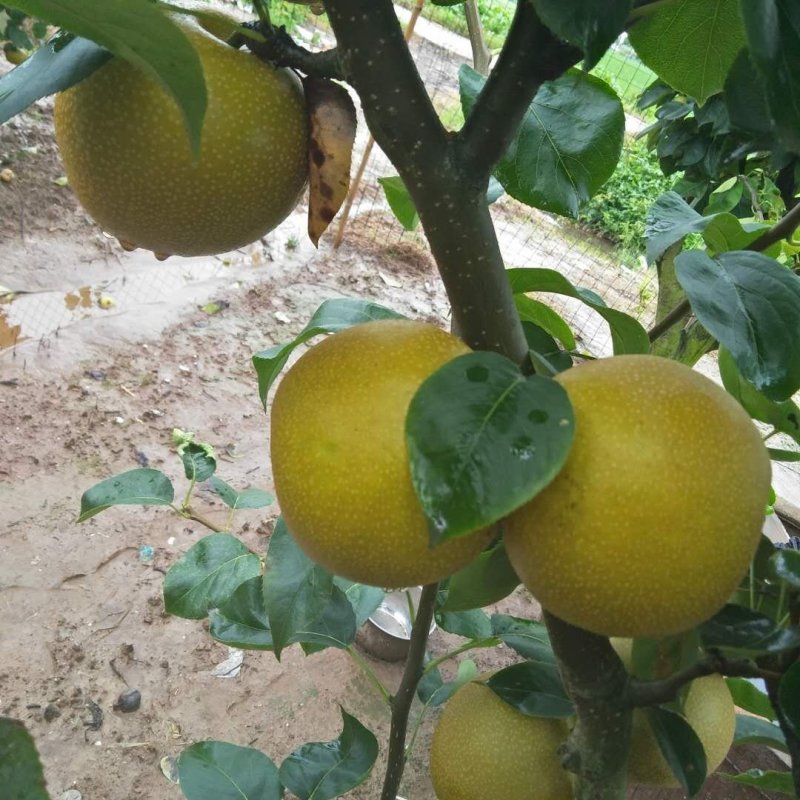 皇冠梨