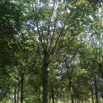 安微蜀桧龙柏生产基地，大量供应丛生朴树，35公分一120
