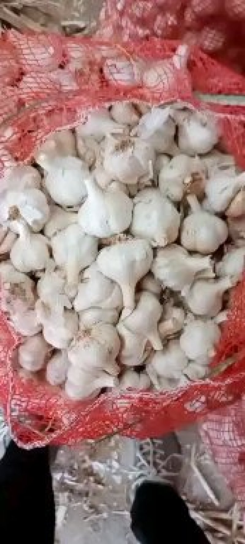 河北邯郸永年，四六瓣大蒜，白皮蒜大量上市中。