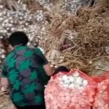河北邯郸永年，四六瓣大蒜，白皮蒜大量上市中。