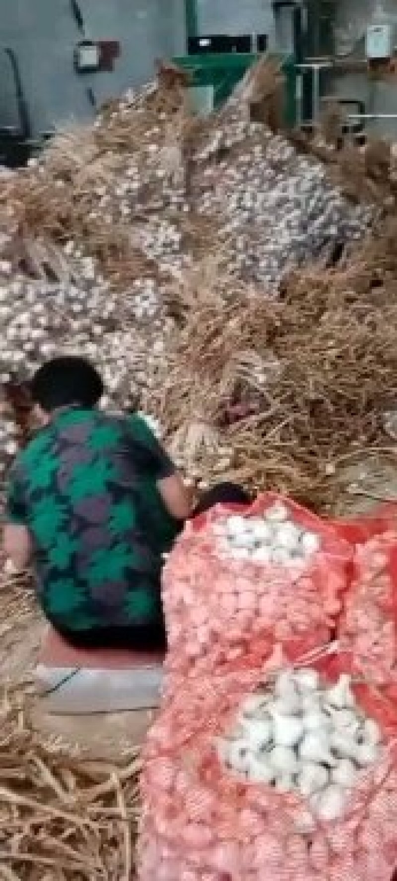 河北邯郸永年，四六瓣大蒜，白皮蒜大量上市中。