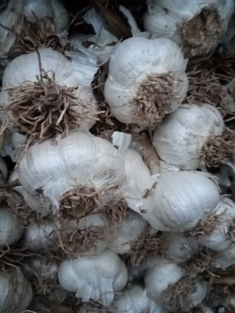 河北邯郸永年，四六瓣大蒜，白皮蒜大量上市中。