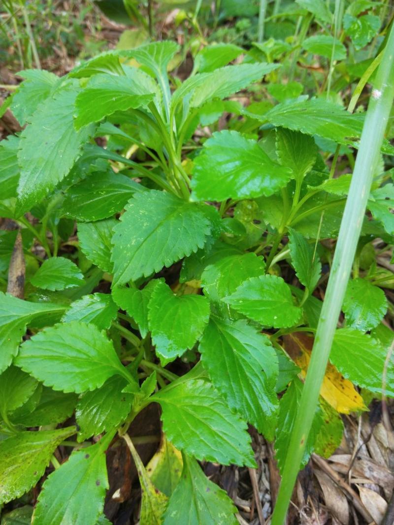 高山特山，苦斋菜干，苦菜干