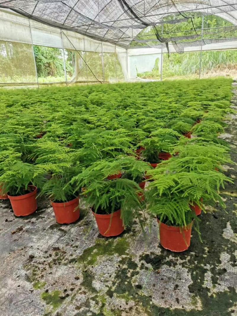 文竹15-20公分高四季常青盆栽花卉室内观叶植物