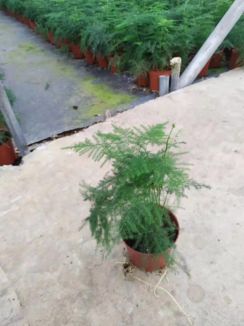 文竹15-20公分高四季常青盆栽花卉室内观叶植物