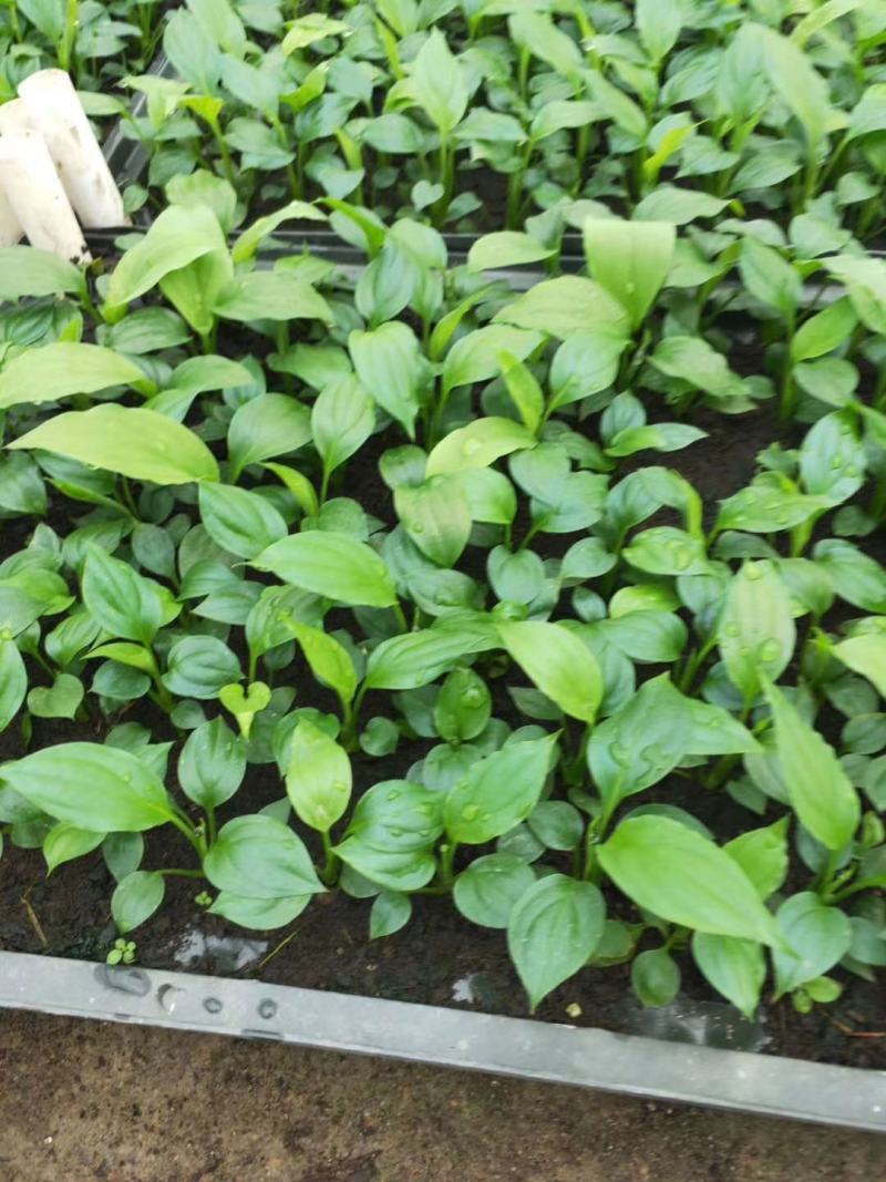 美酒白掌组培苗一帆风顺小苗盆栽花卉花卉室内常绿植物