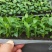 美酒白掌组培苗一帆风顺小苗盆栽花卉花卉室内常绿植物