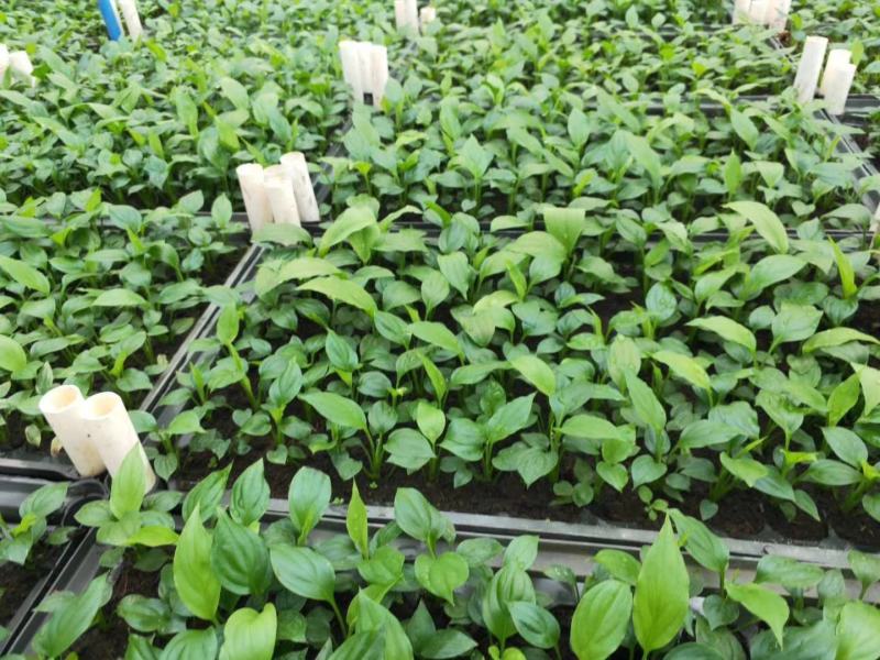 美酒白掌组培苗一帆风顺小苗盆栽花卉花卉室内常绿植物