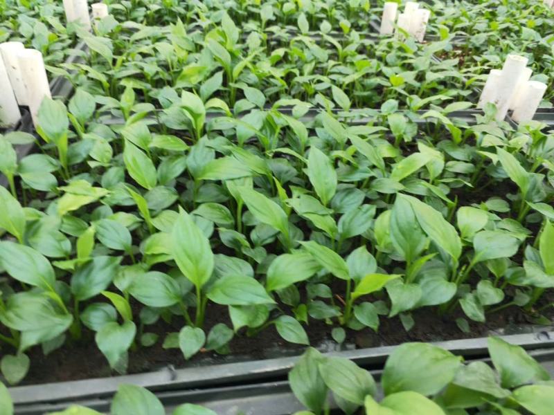 美酒白掌组培苗一帆风顺小苗盆栽花卉花卉室内常绿植物