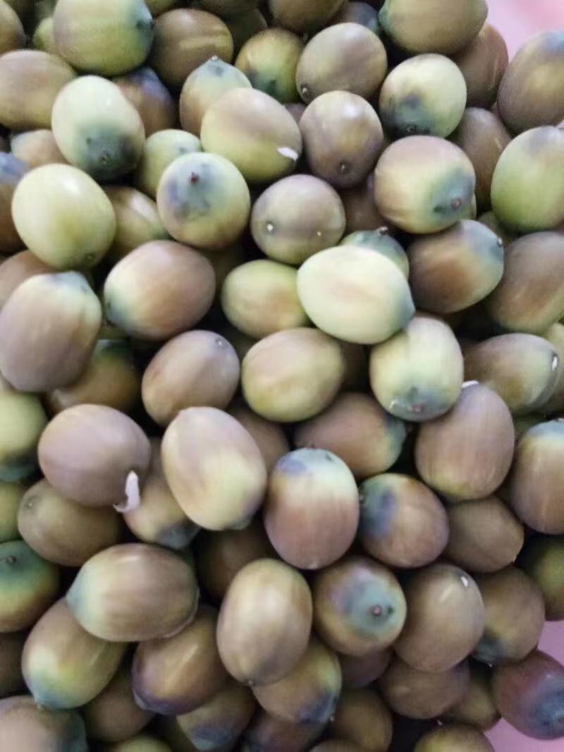 鲜莲_草莲_白莲。。。。