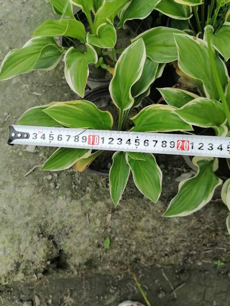 玉簪苗各种规格都有，玉簪基地图片玉簪花成都基地货源成都玉