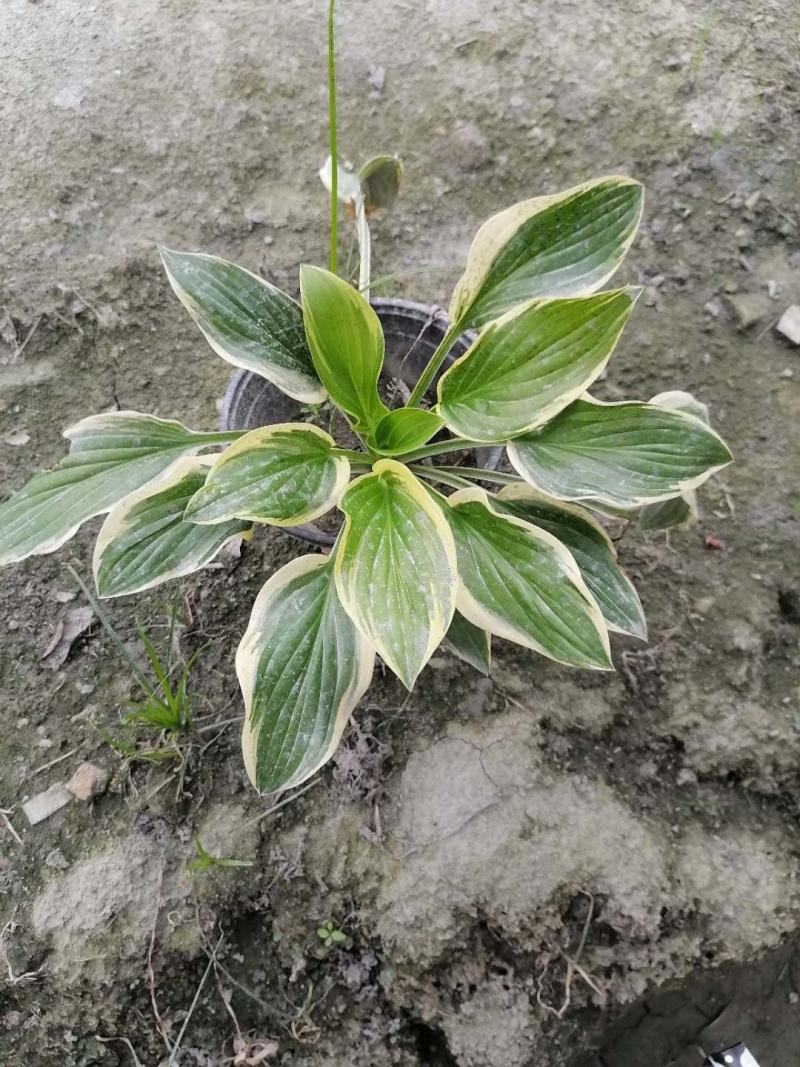玉簪苗各种规格都有，玉簪基地图片玉簪花成都基地货源成都玉