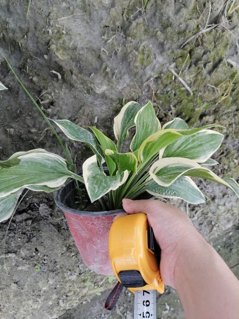 玉簪苗各种规格都有，玉簪基地图片玉簪花成都基地货源成都玉