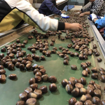 河北炒锅小板栗，欢迎大家前来选购