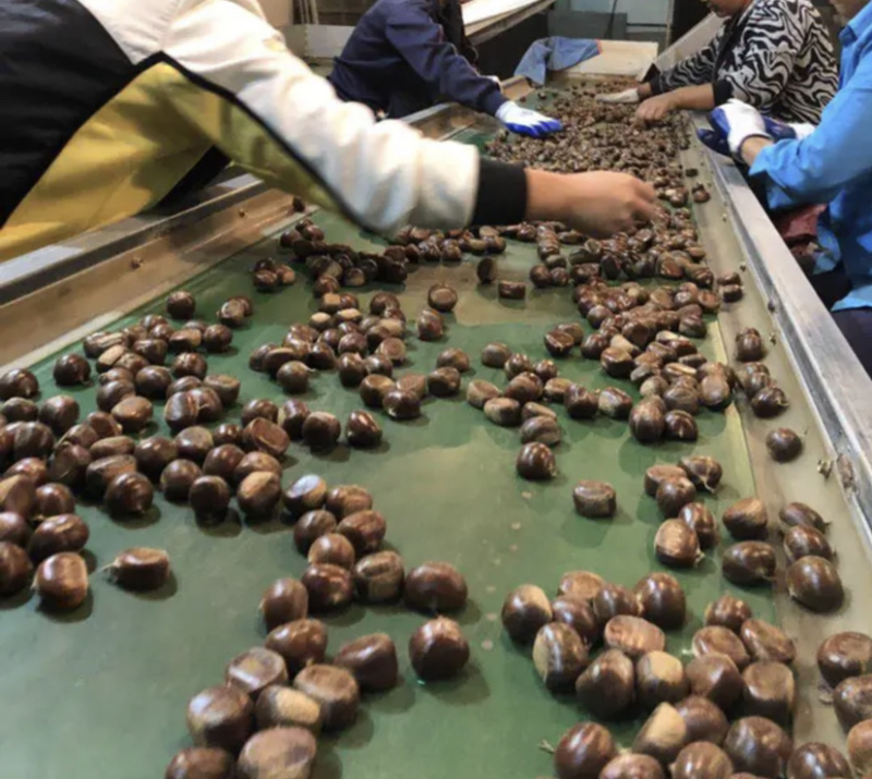 河北炒锅小板栗，欢迎大家前来选购